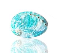 XXHNBF Sea shells Iarge shells 1Pc 8-9Cm Large Green Natural Rare Real Abalone Sea Shell Conch for Aquarium Fish Tank Theme Party Decor Gifts