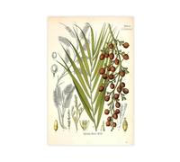 XZGTHYTYUY 13 Dragon's Blood Calamus Drace Canvas Poster Bedroom Decor Landscape Office Room Decor Gift 24x36inch(60x90cm)