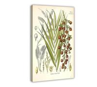 XZGTHYTYUY 13 Dragon's Blood Calamus Drace Canvas Poster Bedroom Decor Landscape Office Room Decor Gift 20x30inch(50x75cm)