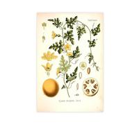 XZGTHYTYUY 63 Bitter Apple Colocynth Citrullus Colocynthis Canvas Poster Wall Art Decor Print Picture Paintings for Living Room Bedroom Decoration 16x24inch(40x60cm)