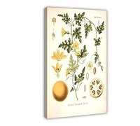 XZGTHYTYUY 63 Bitter Apple Colocynth Citrullus Colocynthis Canvas Poster Wall Art Decor Print Picture Paintings for Living Room Bedroom Decoration 12x18inch(30x45cm)