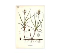 XZGTHYTYUY 71 Sand Sedge Carex Arenaria Canvas Poster Bedroom Decor Landscape Office Room Decor Gift 12x18inch(30x45cm)