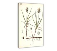XZGTHYTYUY 71 Sand Sedge Carex Arenaria Canvas Poster Wall Art Decor Print Picture Paintings for Living Room Bedroom Decoration 16x24inch(40x60cm)