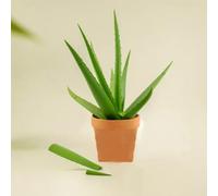 Yacriso 3D Printed Aloe Vera Pen Plant, Magnetic Aloe Vera Pens, Each Stem Is A Pen Fake Houseplant for People Who Can't Keep House Plants Alive Decor Writing Pen Holder (B)