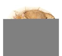 yakermur Cat Beds | Washable Raised Edge Sofa Couch | Round Cat House with Non-Slip Base - for Puppy Kitten Christmas Winter Indoor