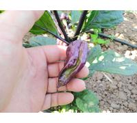 Yaki Blue Fawn Chilli Seeds - 10 Fresh Seeds