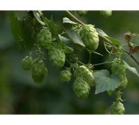 Yakima: The Quest for Hops