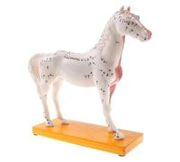 yampiyt Equine Acupuncture Model 4D Horse Anatomy Model Horse Model Animal Anatomy Model Horse Acupoint Model Detachable Biology Biology Horse Model Veterinary Teaching