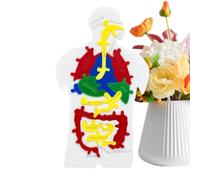 Yanayi Human Body Model Puzzle, Human Digestive System Jigsaw Ornament, Hand-Eye Coordination Training Toy for Teenager Teachers Girls Boys Kids Toddler Students