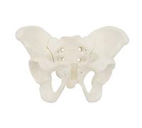 YANGLY Life Size Female Pelvis Model, Flexible Anatomy Model, Hip Bone Pelvic Anatomical Model for Science Education Midwife