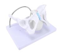 Yanmis Pelvis Skeleton Model with Interactive Learning Tool and Proportional Structure for Anatomy Teaching, Fetal Delivery, 1 Unit