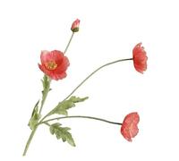 Yanonug 4/8PCS Artificial Poppy Flowers Artificial Poppy Bouquet Silk Fake Flowers For Home Decoration Bouquet Wedding Decoration DIY Vase Accessories(Deep coral pink,8PCS)