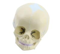YAOGUI Medical Skull Model Human Skull Model For Anatomy Exploded Anatomy Human Anatomical For Artists
