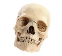 YAOGUI Medical Skull Model Human Skull Model For Anatomy Exploded Anatomy Human Anatomical For Artists