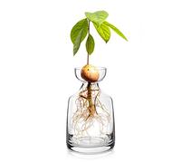 Yaoxianwu Glass Avocado Tree Flower Vases - Avocado Tree Growing Kit Flowers Pot Acorn Plant Glass Bulb Vase for Home Table Desk Indoor Decor1