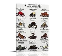 YAPING The Class Chart of the Arachnids Understanding Canvas Print 08 x 12 inches (20 x 30 cm)