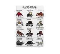 YAPING The Class Chart of the Arachnids Understanding Canvas Print 08 x 12 inches (20 x 30 cm)