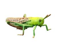 Yardenfun Imitation Grasshopper Model Plastic Insect Toy Educational Cognitive Model for Boys and Girls Garden Decor Realistic Static Solid Bug Figure
