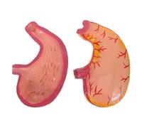 Yardenfun Portable Plastic Stomach Anatomy Model for Science Classrooms and Stomach Science Model Demonstrations, Anatomy Visualization Teaching Tool for Educators and Students