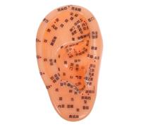 Yardenfun Realistic Ear Model with Clear Acupuncture Points Chinese Medicine Reflexology Display for Teaching and Massage Educational Ear Acupressure Practice Aid for Clinical Training and