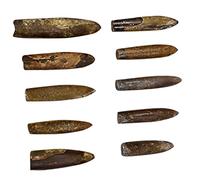 Yardwe 10pcs Belemnite Specimen Educational Teaching Tool for Classroom Decor Enhance Creativity and Knowledge Palaeo Ocean Studies