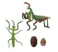 Yardwe 1Set Mantis Life Cycle Model Realistic Insect Growth Cycle Figures for Early Education Learning Tool for Explore Mantis Development Stages and Life Processes