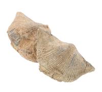 Yardwe 2pcs Natural Paleontological Spirifer Models for Educational Purposes and Home Decor, Unique Shapes Marine Specimen Teaching Supply for Study and Collectors