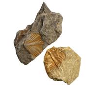 Yardwe 2pcs Trilobite Paleontology Specimen Teaching Tool, Compact Desktop Ornament to Develop Creativity, for Science Party Decorations and Birthday Educational Use