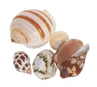 Yardwe 6pcs Natural Seashells for Aquariums Sea Shells Habitat Decor for Crabs Versatile Underwater Landscaping Accessories Enhance Aquarium Scenery and Biodiversity