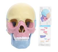 Yardwe Detachable Human Skull Model for Anatomy Study Small 4D Split Skull Model for Educational Purposes and Art Projects