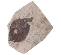 Yardwe Fossilized Leaf Plant Specimen for Education and Decoration Random Style Natural Specimen Creative Teaching Tool for Visual Learning and Enriching Knowledge