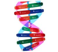 Yardwe High Precision Dna Double Helix Model Educational Tool for Biology Teaching Scientific Structure Kit for Students and Educators Interactive Gene Assembly Plaything