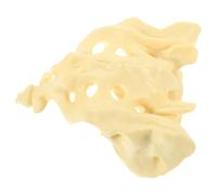 Yardwe Medical Training Sacrum Model PVC, Human Sacrum Bone Anatomy Model for Doctor Practice and Clinical Teaching