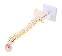 Yardwe Spine Anatomy Model Anatomical Copy Pvc Material Beige Colour Smooth Surface Detailed Anatomical Display for Medical Practice and Display