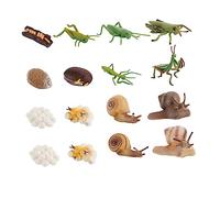 YARNOW 16Pcs Animal Model for Educational for Science Learning Vivid Emulation of Growth Cycles for Preschoolers Inspires Imagination and Curiosity Random Color
