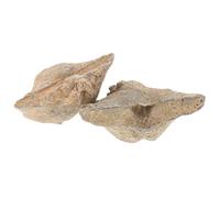 YARNOW 2Pcs Authentic Sea Shell Specimen Conch Natural Seashell Specimen with Fun Spirifer Models Beautifully Designed Varied Shapes Hands-On Learning and Easy Transportation