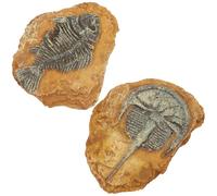 YARNOW 2Pcs Realistic Trilobite Fossil Resin Terrarium Decor Set, Lizard Landscape Ornaments for Reptile Box Habitat, Gecko Terrarium Decorations for Small Pet Enclosures