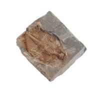YARNOW Authentic Trilobite Rock Specimen for and Teens, Science and Educational with Real Ancient Marine Stone, for Home and Dormitory Desktop Adornment