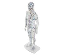YARNOW Human Acupuncture Model Male Anatomical Body Massage Display Model with Accurate Meridian Points and Acupoint Labels for Chinese Teaching and Professional Training