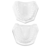 YARNOW Human Teeth Dental Model for Teaching with Extractable Teeth White Corundum Material Easy to Operate Suitable for Kindergarten Use