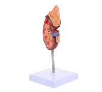 YARNOW Life Anatomy Display Removable Two Part Design for Detailed Study Premium Teaching Aid for Schools and Hospitals