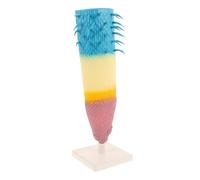 YARNOW Realistic Corn Root Profile Model Botanical Root System Simulation Educational Teaching Tool for Biology Study with Detailed Longitudinal Anatomy for Classroom and Laboratory Use