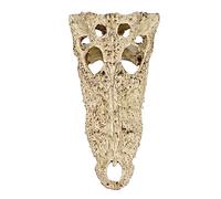 YARNOW Realistic Resin Crocodile Skull Aquarium Ornament Durable Micro Landscape Craft Unique Dinosaur Skull Model for Fish Tank Decoration Random Color for Home Office Random Color