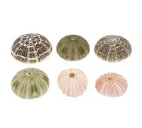 YARNOW Sea Urchin Decor Air Plant Pot Set 6 Pieces Sea Urchin Shell Home Decor Random Color