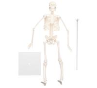 YARNOW Simulation Skeleton Model Human Full-body Bone Model for Field Teaching Use with Disassembled Openable Skull and Sturdy Pvc Material Suitable for Doctors and Nurses