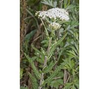 Yarrow Flower Essence 30ml Dosage Prepared from FES Yarrow Stock Essence