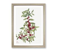Yaupon Berries By Mary Vaux Walcott Vintage Framed Print | A2 Oak Framed Wall Art | Ready to Hang | Classic Nature Picture | Living Room Bedroom Lounge Office