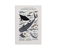YBJDLO Animal Education Poster Creatures of The Class Chondrichthyes Room Living Room Decor Modern Aesthetic Wall Art Gift For Friend Bed Unframe-style 20x30inch(50x75cm)