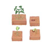 Ycauty Bean Plant Growth Model Realistic Educational Toy for Kids, Explore Nature Life Cycle Toy for School Boys and Girls, Plastic, 4+ Years