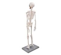 Yctze 85cm Anatomical Human Skeleton Model Tool | Visual anatomy aid, Made from resin, Flexible arms and legs